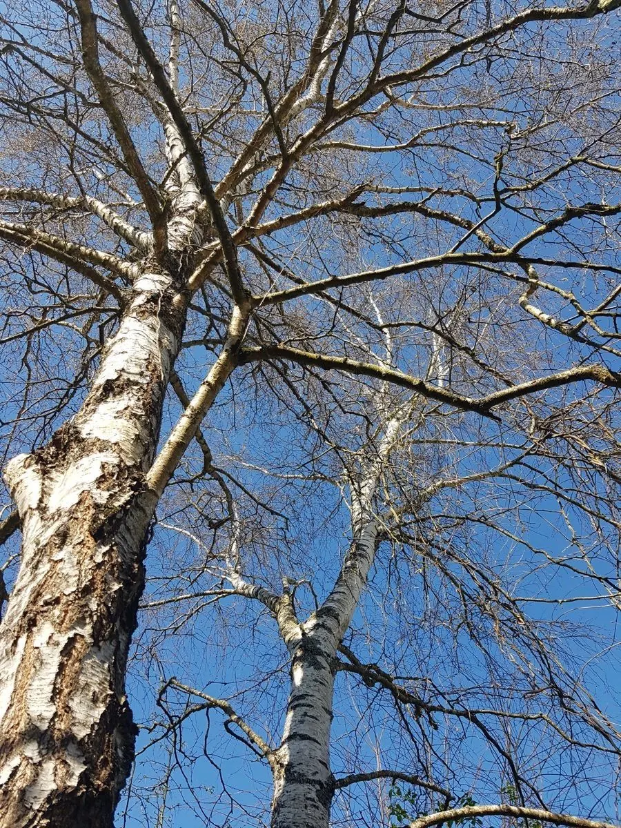 Branches de bouleau sous un ciel bleu
