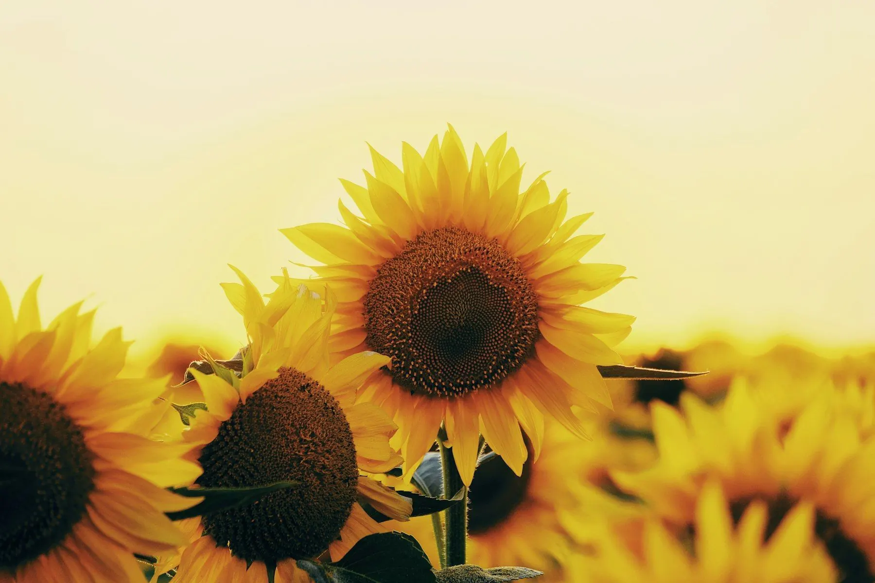 Champ de tournesols en pleine floraison