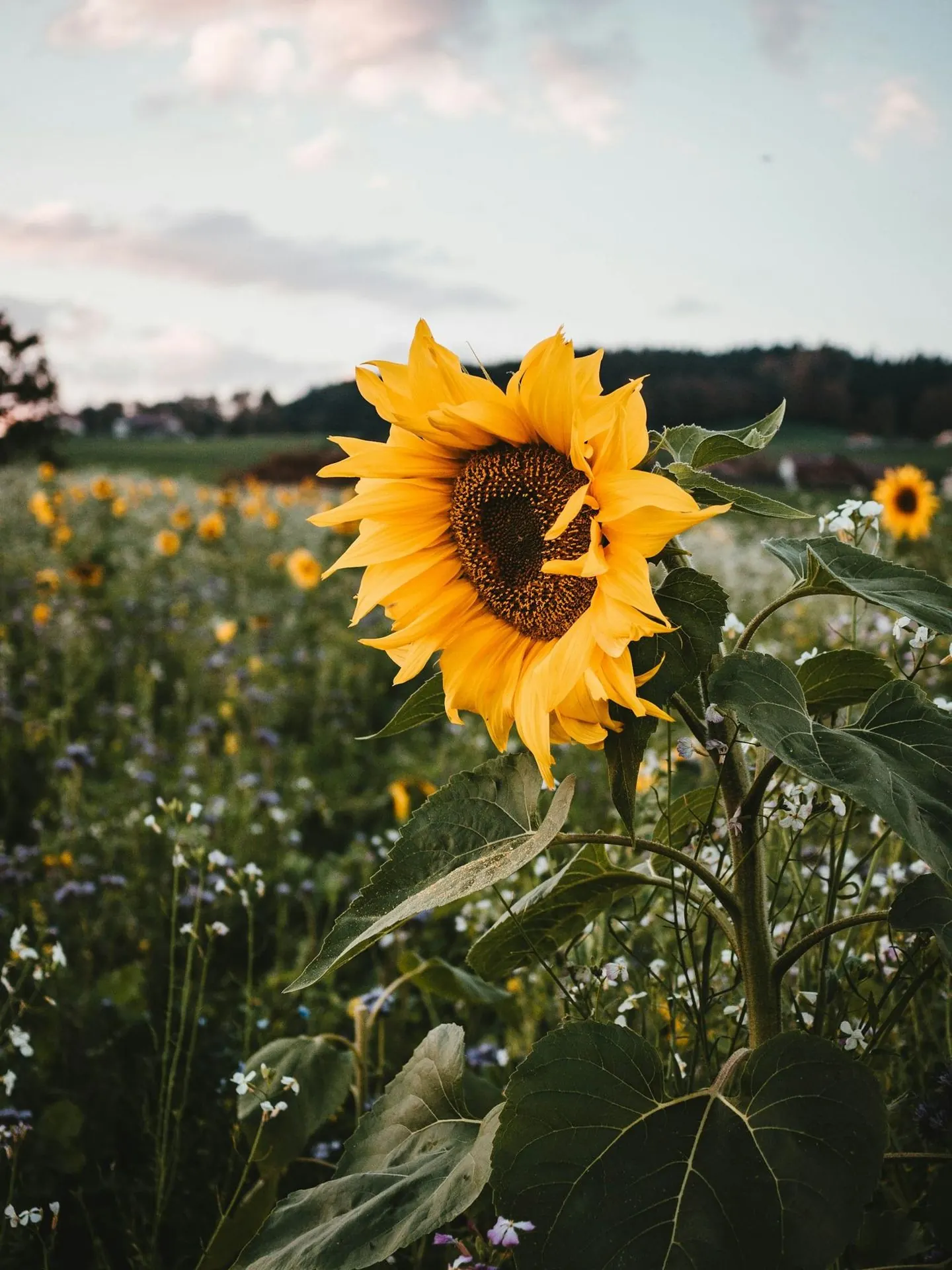 Un tournesol sous le ciel