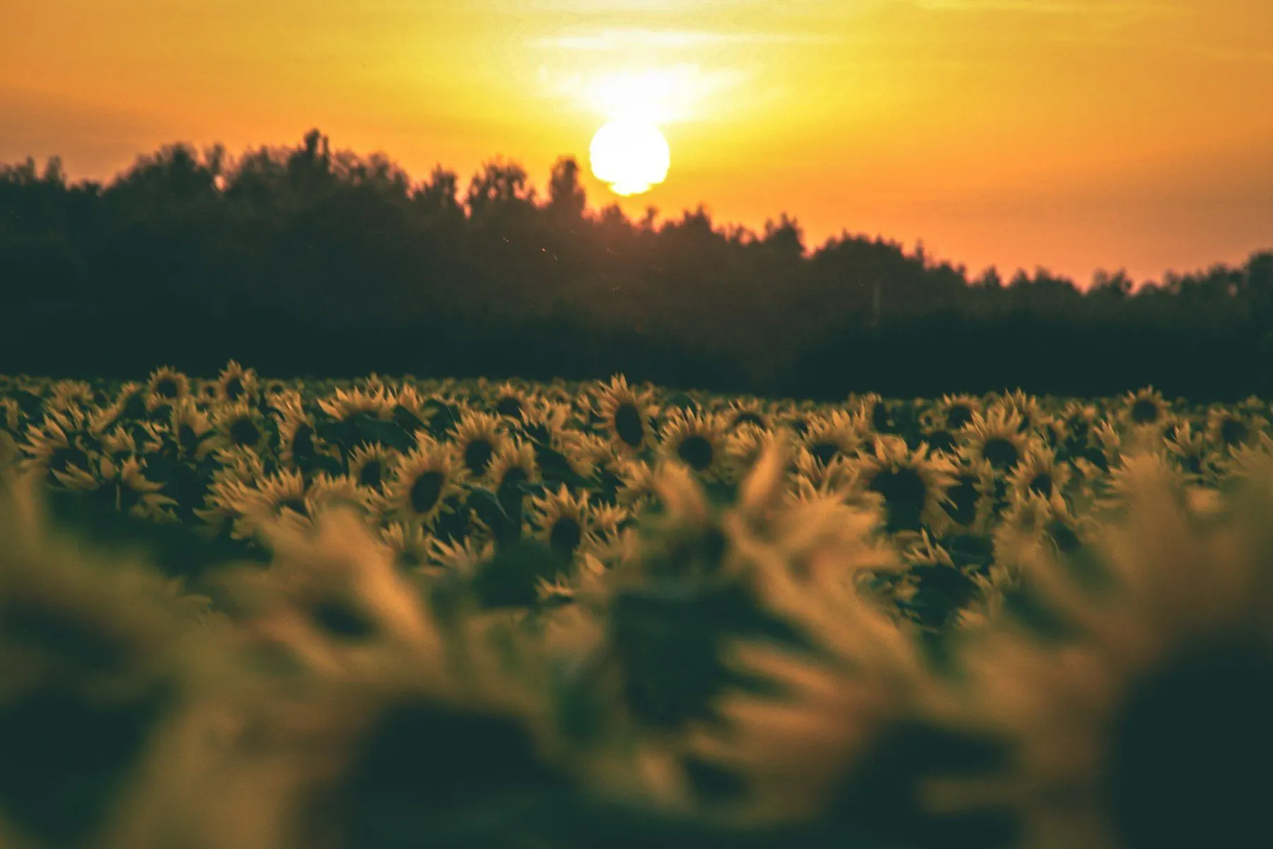 Tournesols au coucher du soleil