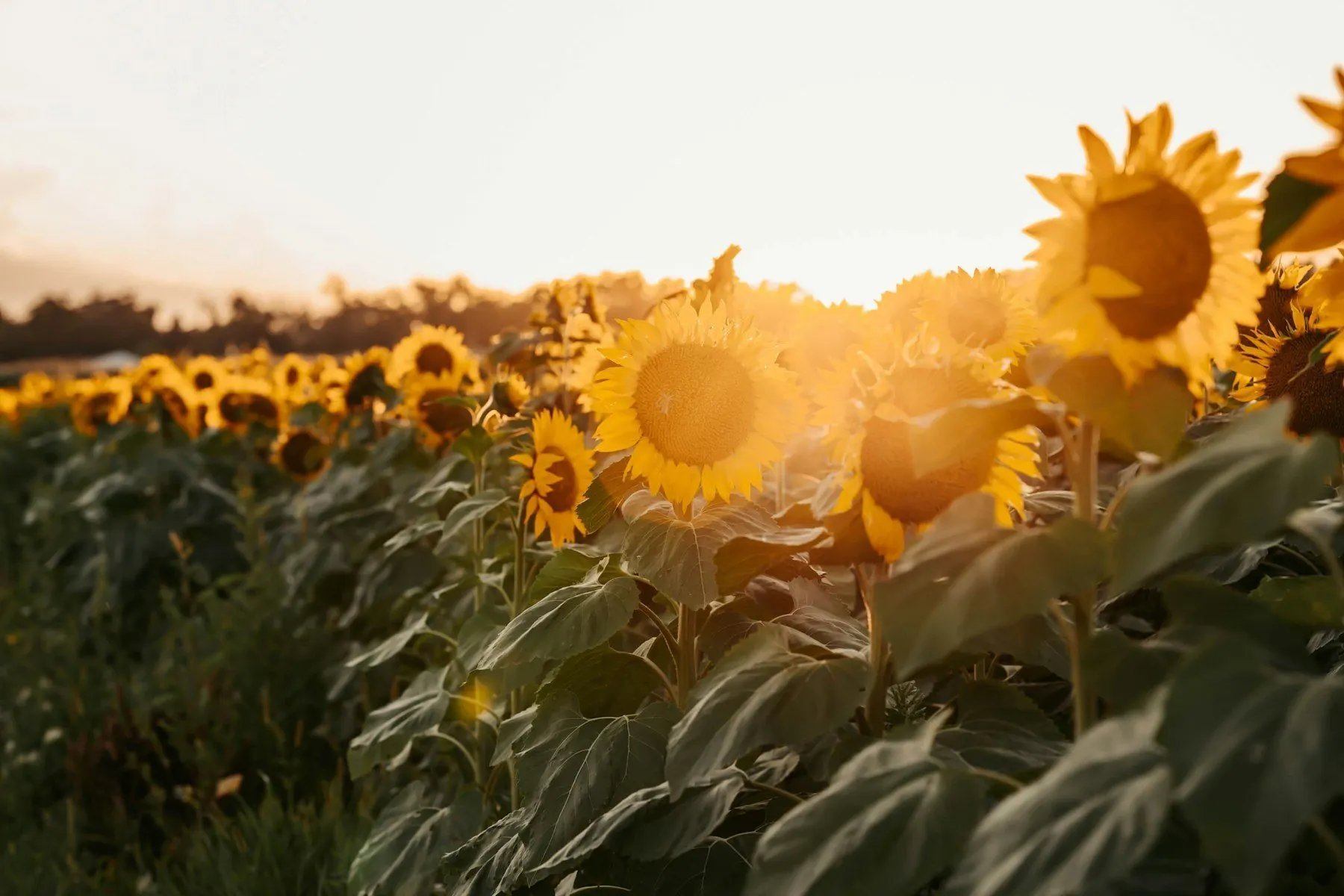 Tournesols dans la lumière